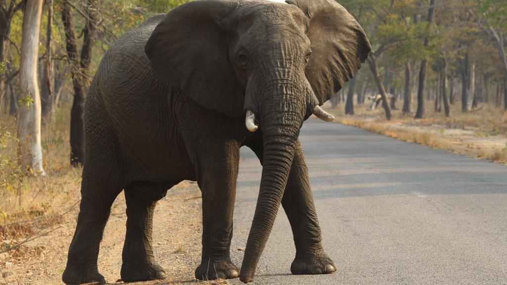 Steller: Tucson hunting group's argument in Africa foreshadows AZ trophy debate